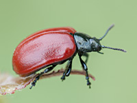 picture of Poplar Leaf Beetle, Chrysomela populi