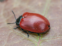 picture of Poplar Leaf Beetle, Chrysomela populi