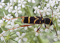 foto van Kleine Wespenboktor, Clytus arietis