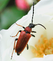 foto van Rode Smalbok, Corymbia rubra / Stictoleptura rubra