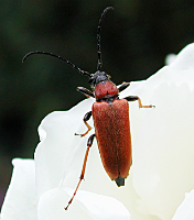 foto van Rode Smalbok, Corymbia rubra / Stictoleptura rubra