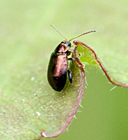 picture of Crepidodera aurea, Crepidodera aurea