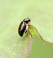 foto van Crepidodera aurea, Crepidodera aurea