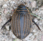 photograph of Grooved Diving Beetle, Acilius sulcatus, Lesser Diving Beetle