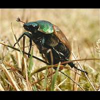 Margined Vine Chafer