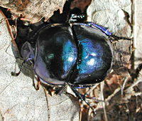 foto van Geotrupes stercorarius