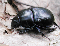 foto van Geotrupes stercorarius,Paardemestkever, paardenmestkever