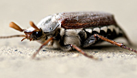 photo 1 of May Bug (melolontha melolontha) in close-up