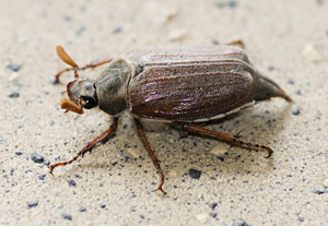 photo 2 of May Bug (melolontha melolontha) in close-up