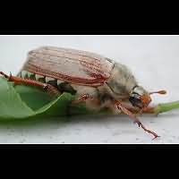 photo 6 of May Bug (melolontha melolontha) in close-up