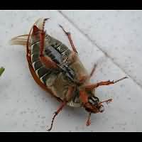 photo 8 of May Bug (melolontha melolontha) in close-up