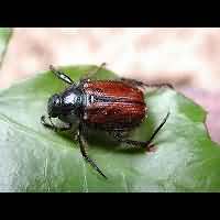 Bracken Chafer