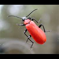 Pyrochroa coccinea