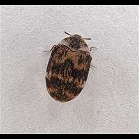 Varied Carpet Beetle