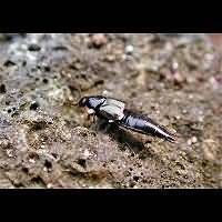 Rove beetle