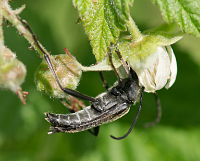 foto van Grote zwarte smalbok, Leptura aethiops