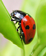 Coccinella septempunctata