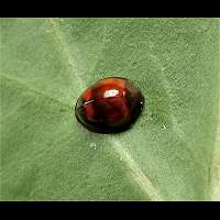 Pine Ladybird