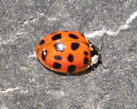 Harmonia axyridis