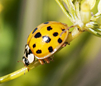 Harmonia axyridis