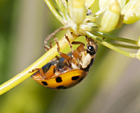 Harmonia axyridis