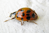 Multicoloured Asian Ladybird