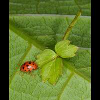 Subcoccinella 24-punctata