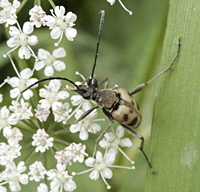 foto van  of Pachytodes cerambyciformis