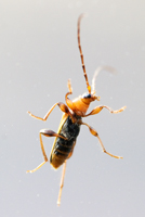 foto van Veranderlijke boktor, Phymatodes testaceus