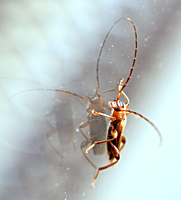 foto van Veranderlijke boktor, Phymatodes testaceus