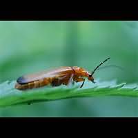 foto van Kleine Rode Weekschildkever(Rhagonycha fulva)