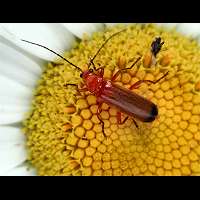 photograph Rhagonycha fulva