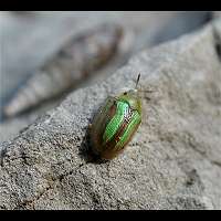 photograph Bordered Tortoise Beetle