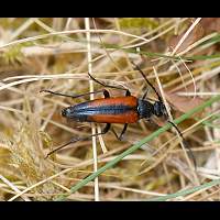 foto van Zwartpuntsmalbok, Stenurella melanura