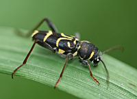 foto van xylotrechus antilope