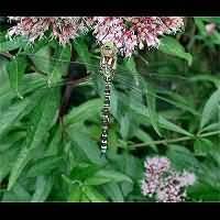 picture Southern Hawker