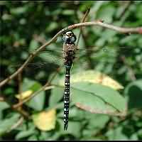 picture Migrant Hawker