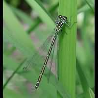 Photograph of Coenagrion puella, female