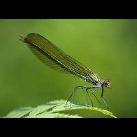 picture Banded Demoiselle