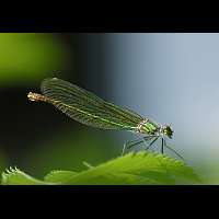 picture Calopteryx splendens