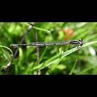 picture Azure Damselfly