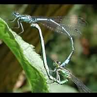 picture Coenagrion puella