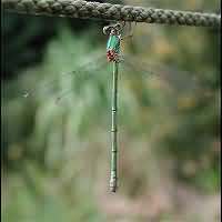 Photograph of Chalcolestes viridis