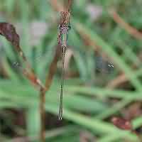 picture Chalcolestes viridis