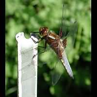 picture Libellula depressa