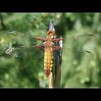 picture Broad-bodied Chaser