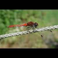 Photograph Sympetrum sanguineum