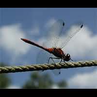 picture Sympetrum sanguineum