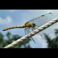 picture Ruddy Darter