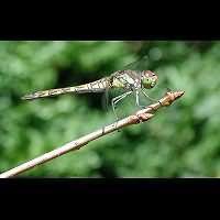 picture Common Darter